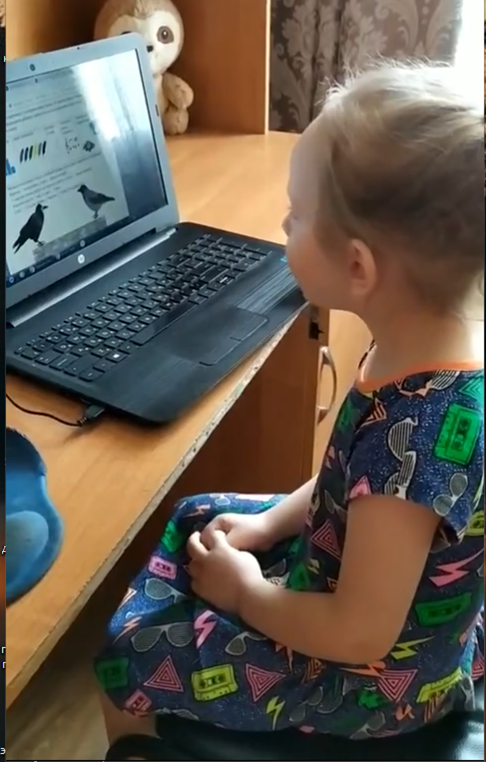 грач.png