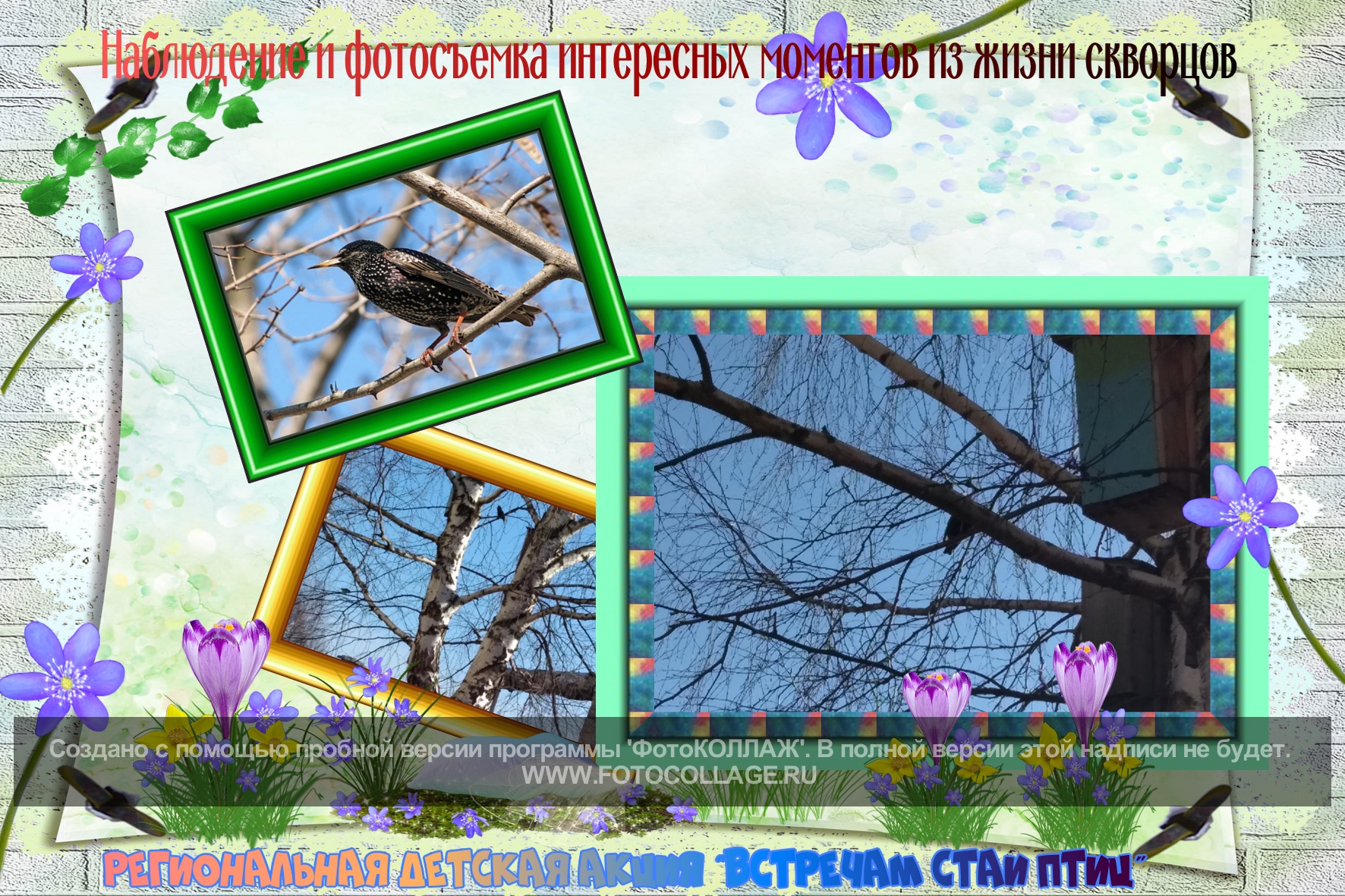 Встречаем стаи птиц_Фотосъемка скворцов_МОУ Барановская СОШ.jpg
