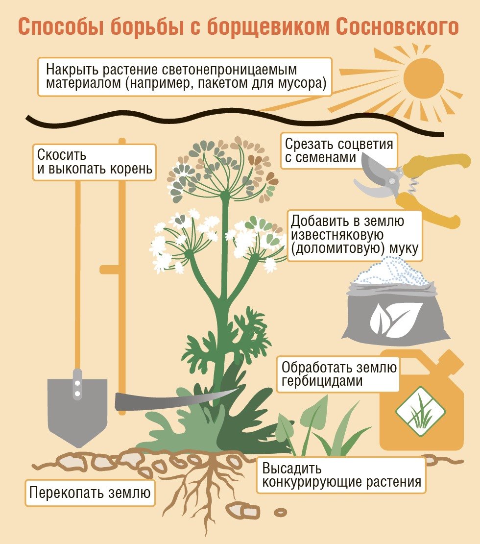 Способы борьбы с борщекиком.jpg