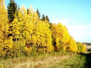 Краски_осени_01.jpg