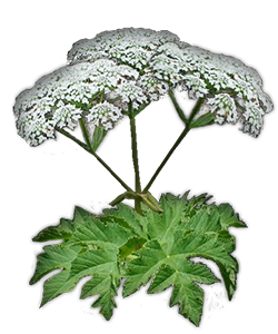 u_33ef47be4cc48523b19f4bdeada8a85f_800.png
