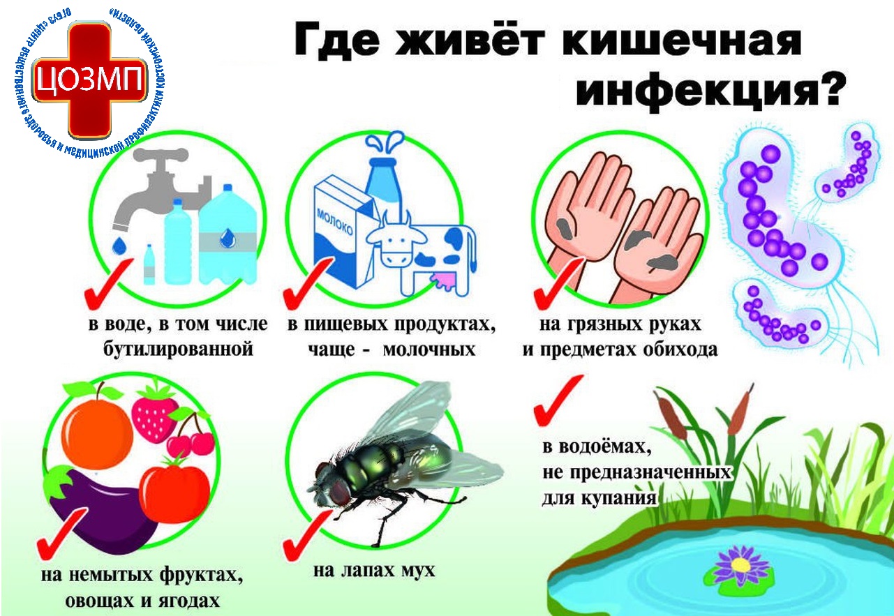 где живет кишечная инфекция.jpg