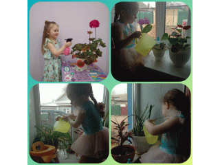 Комнатные растения.gif