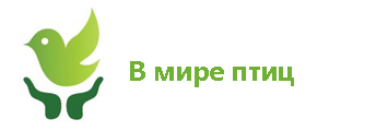 в мире пти.jpg