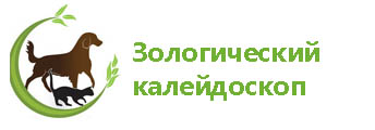 зоо кол.jpg