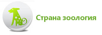 стран зоо.jpg
