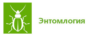 этномол.jpg