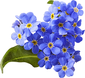 Nezabudki.png