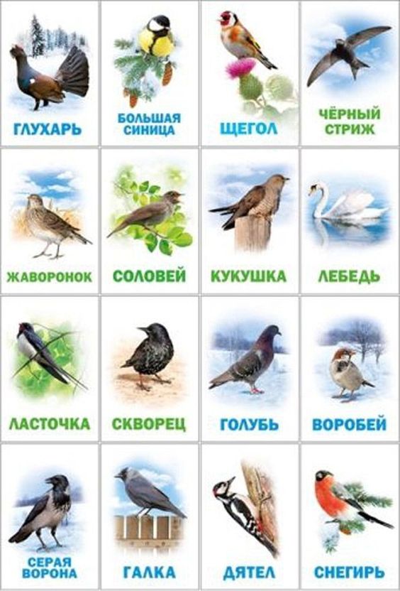 Птицы Костромских лесов.jpg