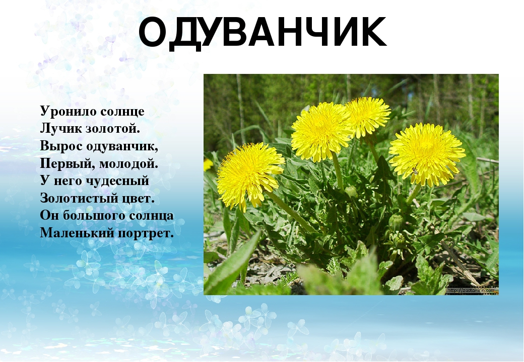 одуванчик.jpg