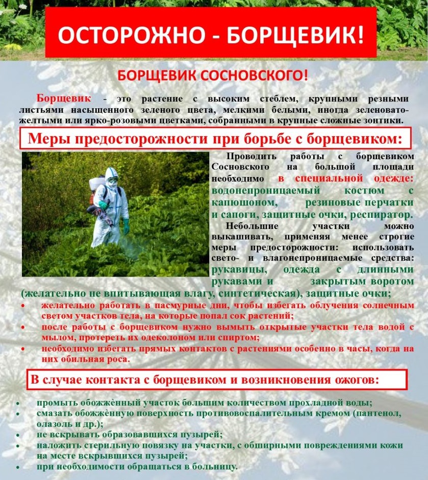 борщевик.jpg