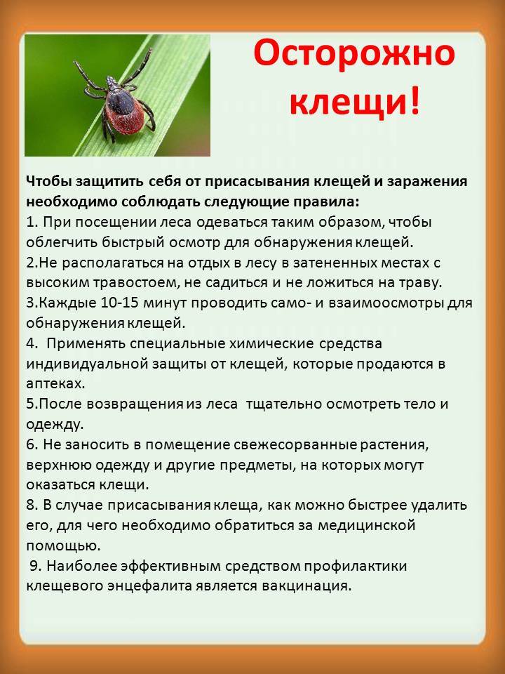 клещ1.jpg