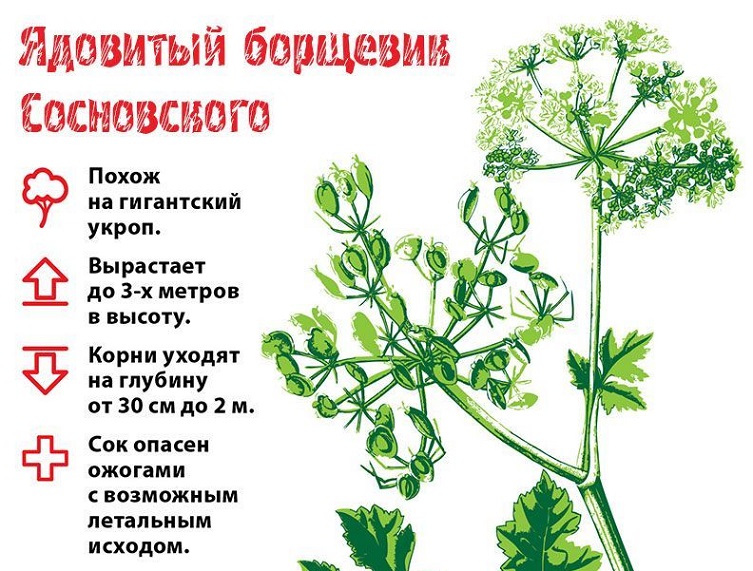 nektar-s-borshhevika.jpg