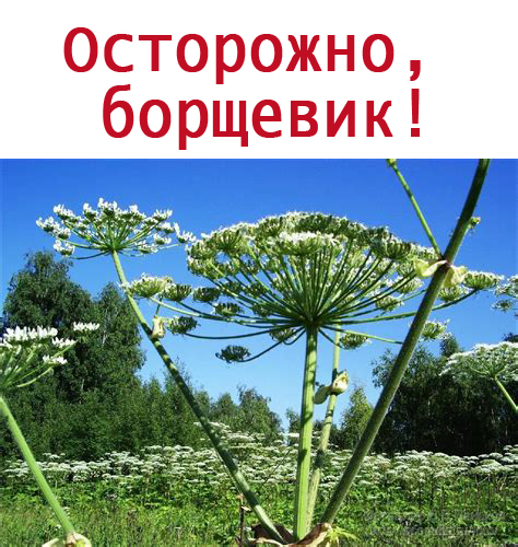 борщевик.jpg