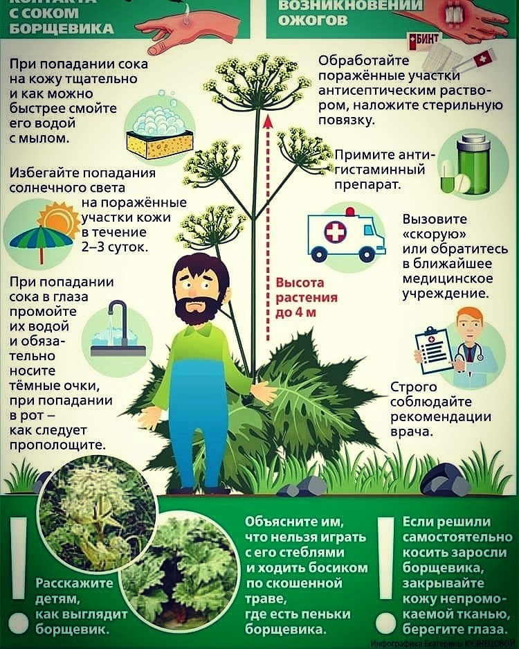 Памятка по борщевику 19072021.jpg