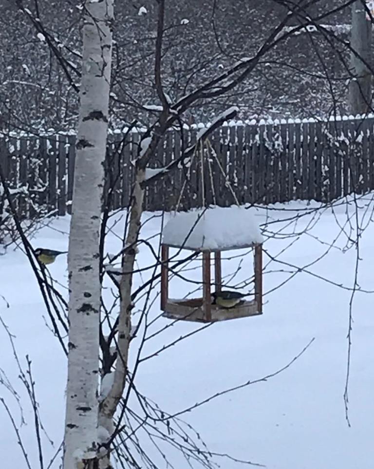 птички янв 23.jpg