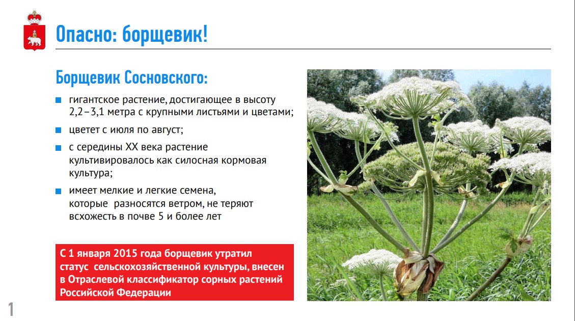 Борщевик_1-1.jpg
