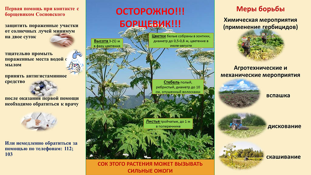 3_ostorozhno-_borschevik.jpg