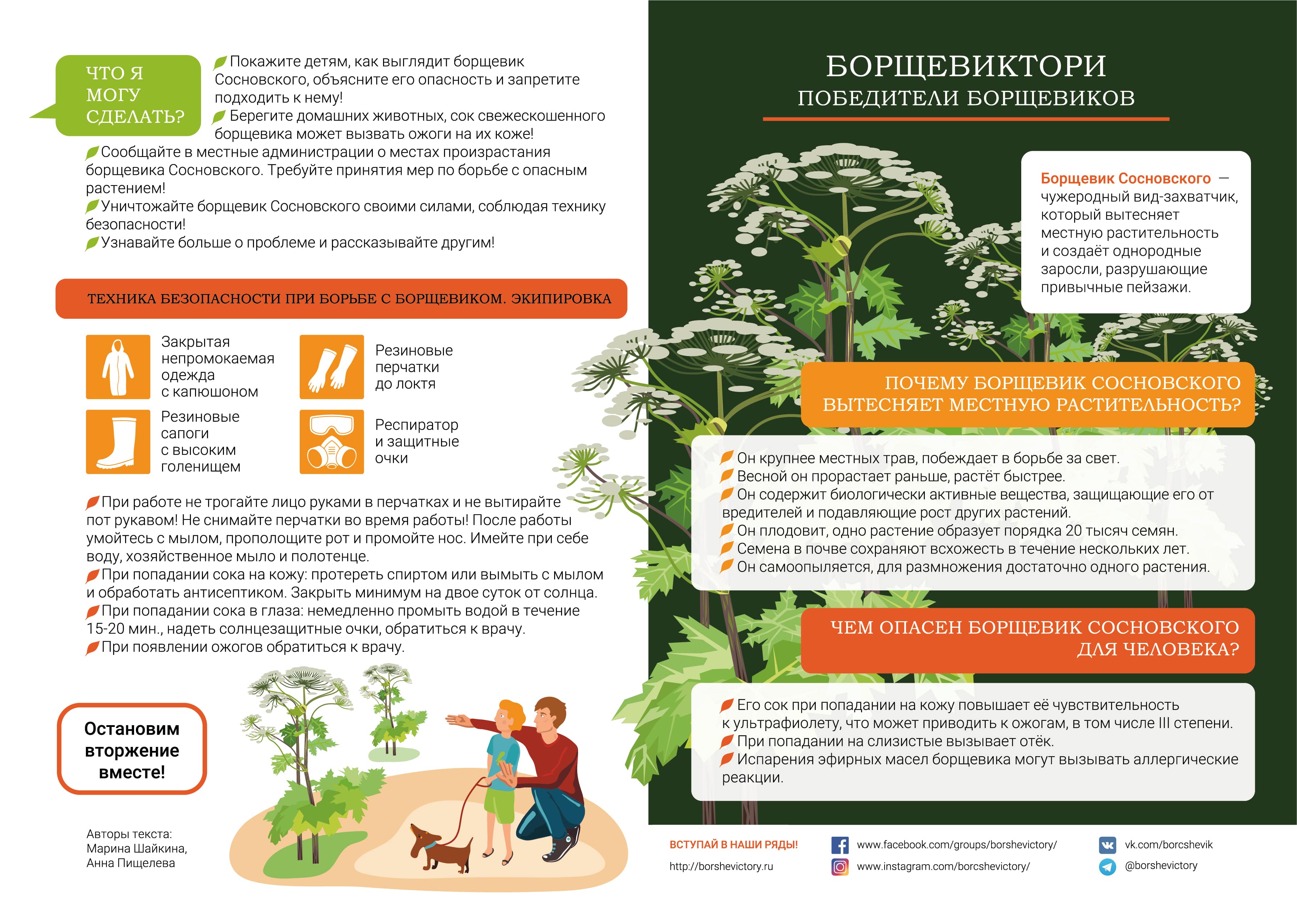 Борщевик Сосновского.jpg