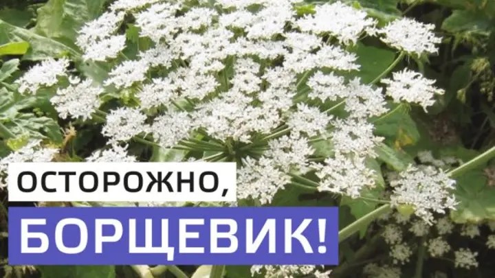 борщевик.jpg