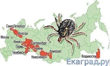 клещ 1.jpg