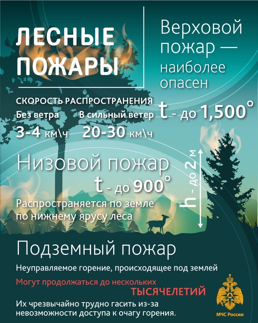 Лесные пожары.jpg