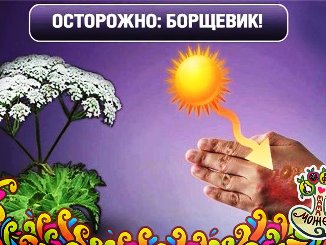 борщевик.jpg