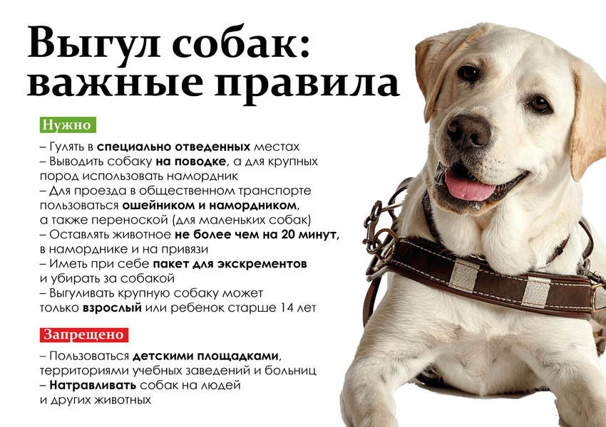 домашние животные 2.jpg