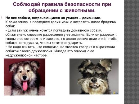 Правила безопасности при общении с собакой.jpg
