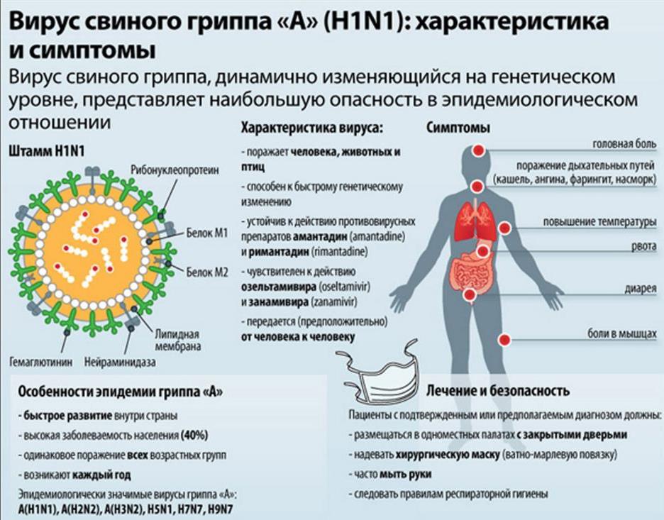 Вирус гриппа А.jpg