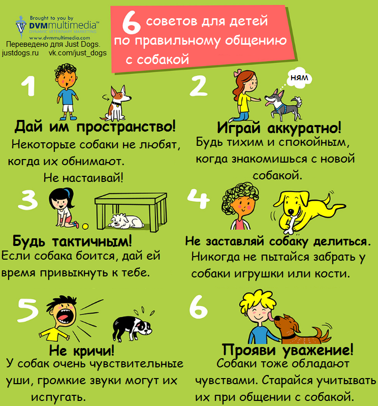 6_советов_для_детей_как_правильно_общаться_с_собаками.png