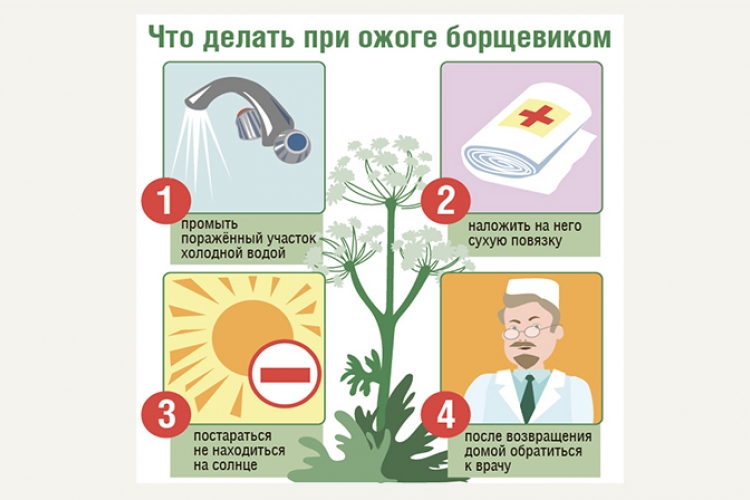 борьба с борщевиком.jpg