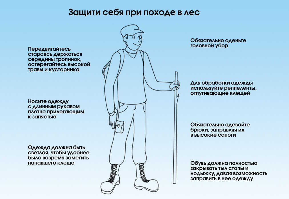 лес.jpg