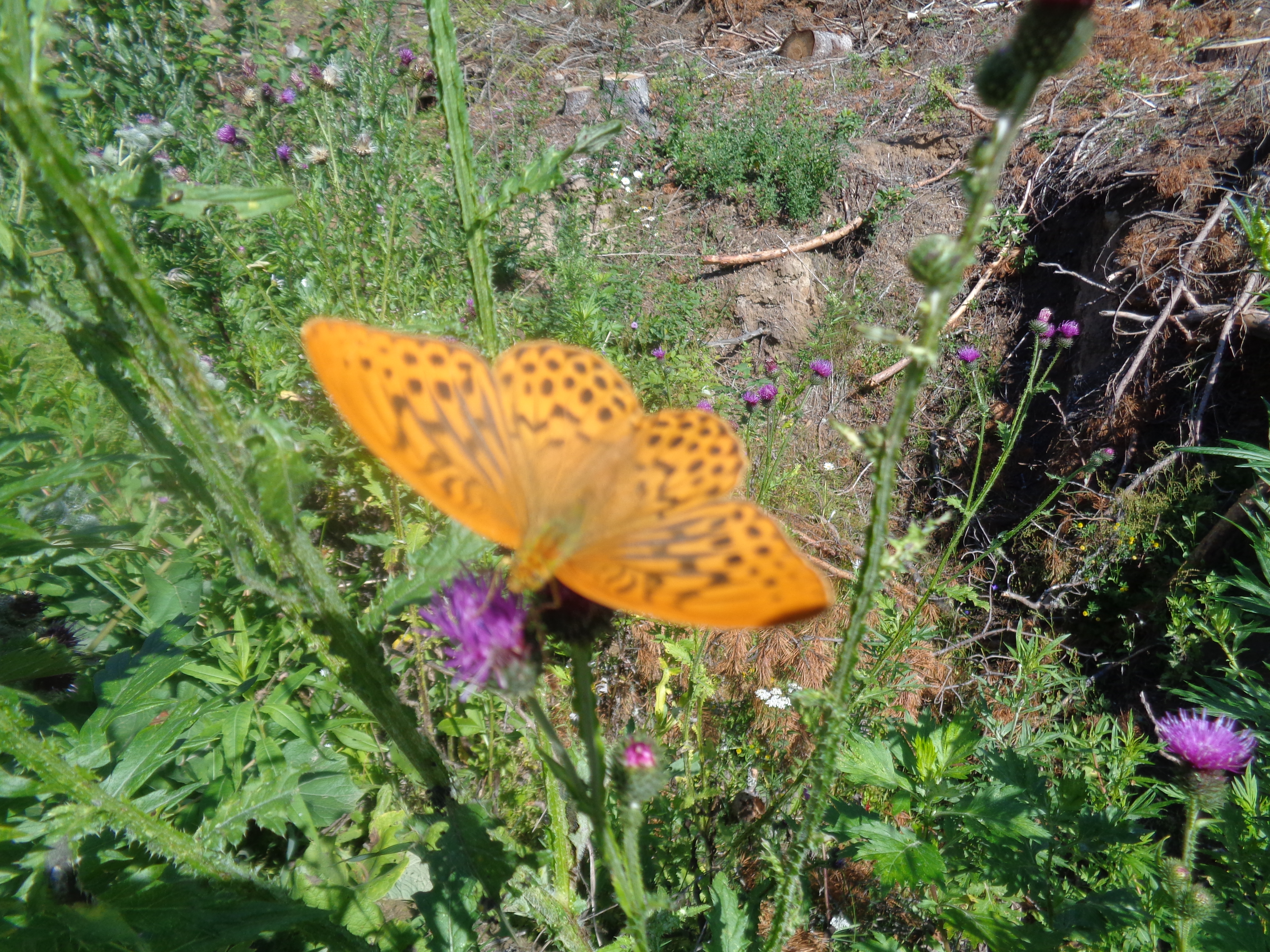DSC02992.JPG