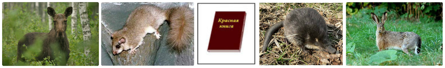 collage_photocat.jpg