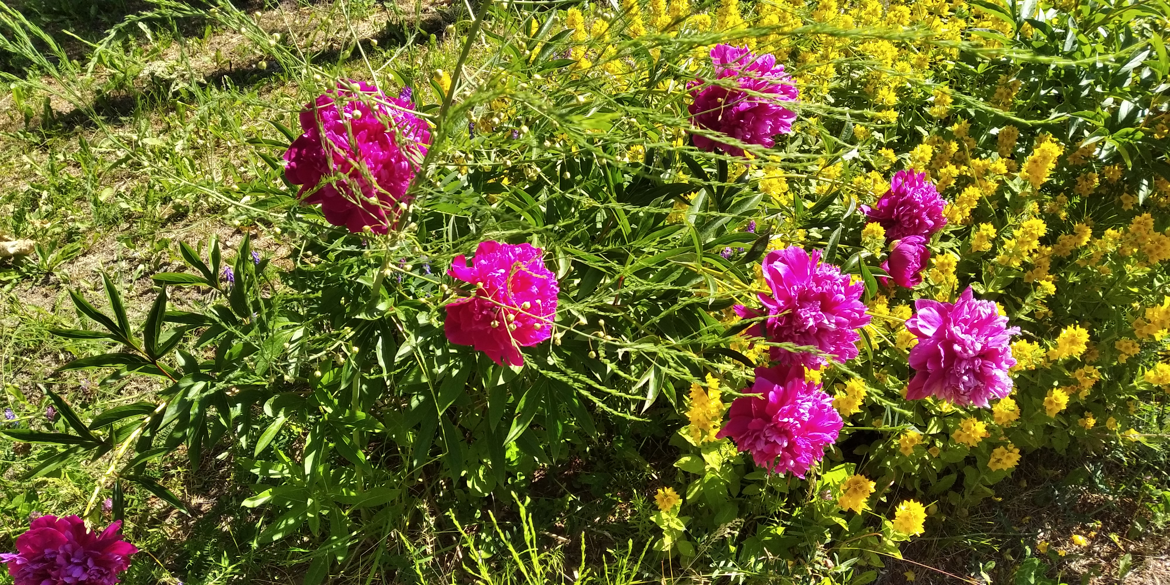 IMG_20220705_092357.jpg