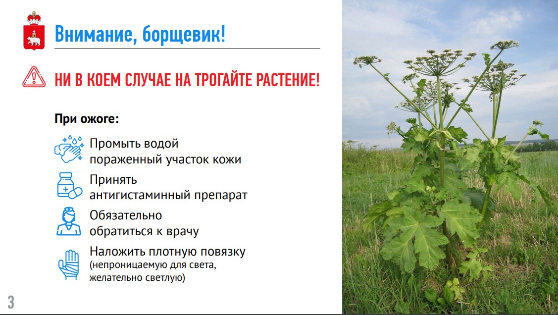 Борщевик_4.jpg