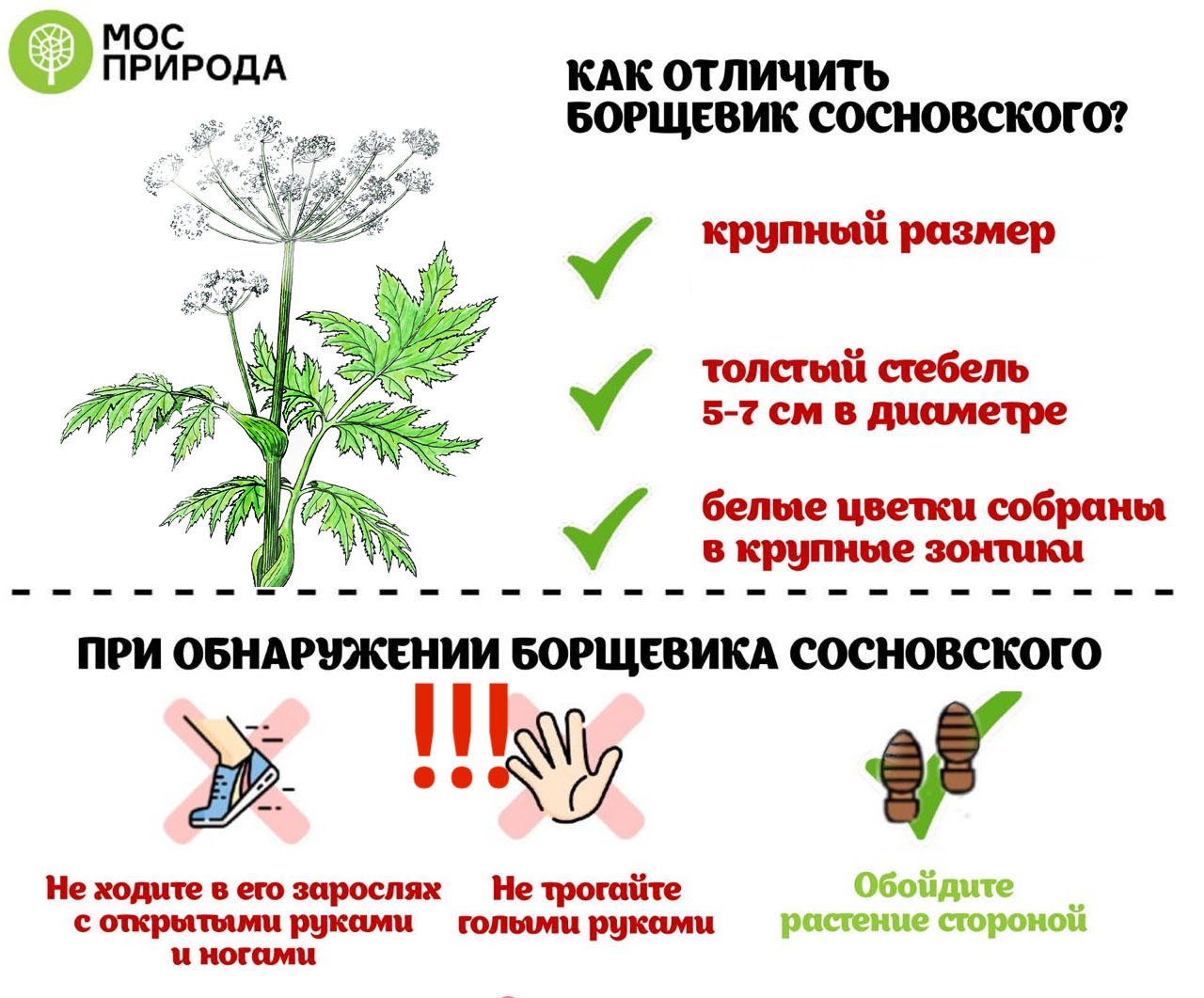борщ3.jpg