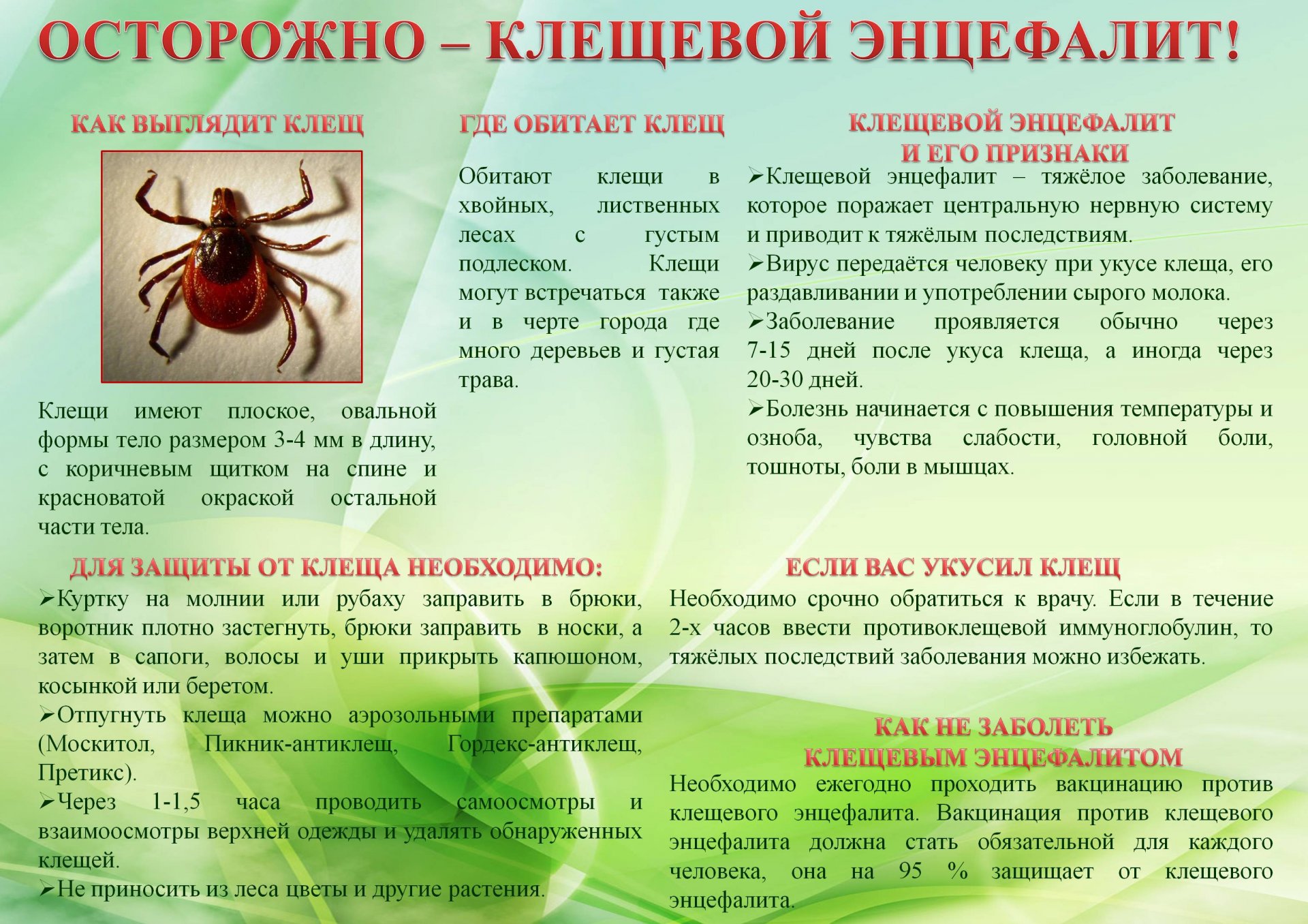 клещевой энцефалит.jpg