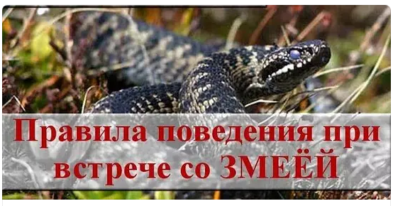 Скриншот 19-05-2020 125209.png