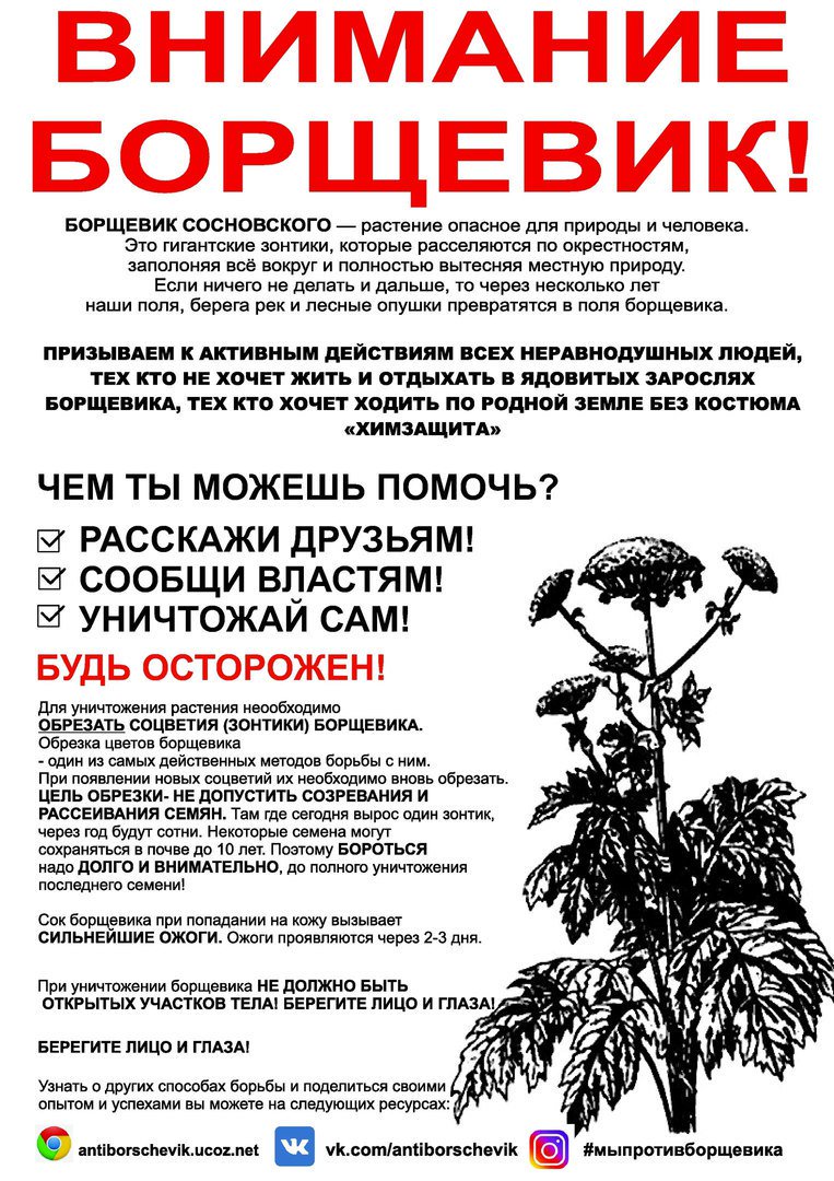 Борщевик.jpg