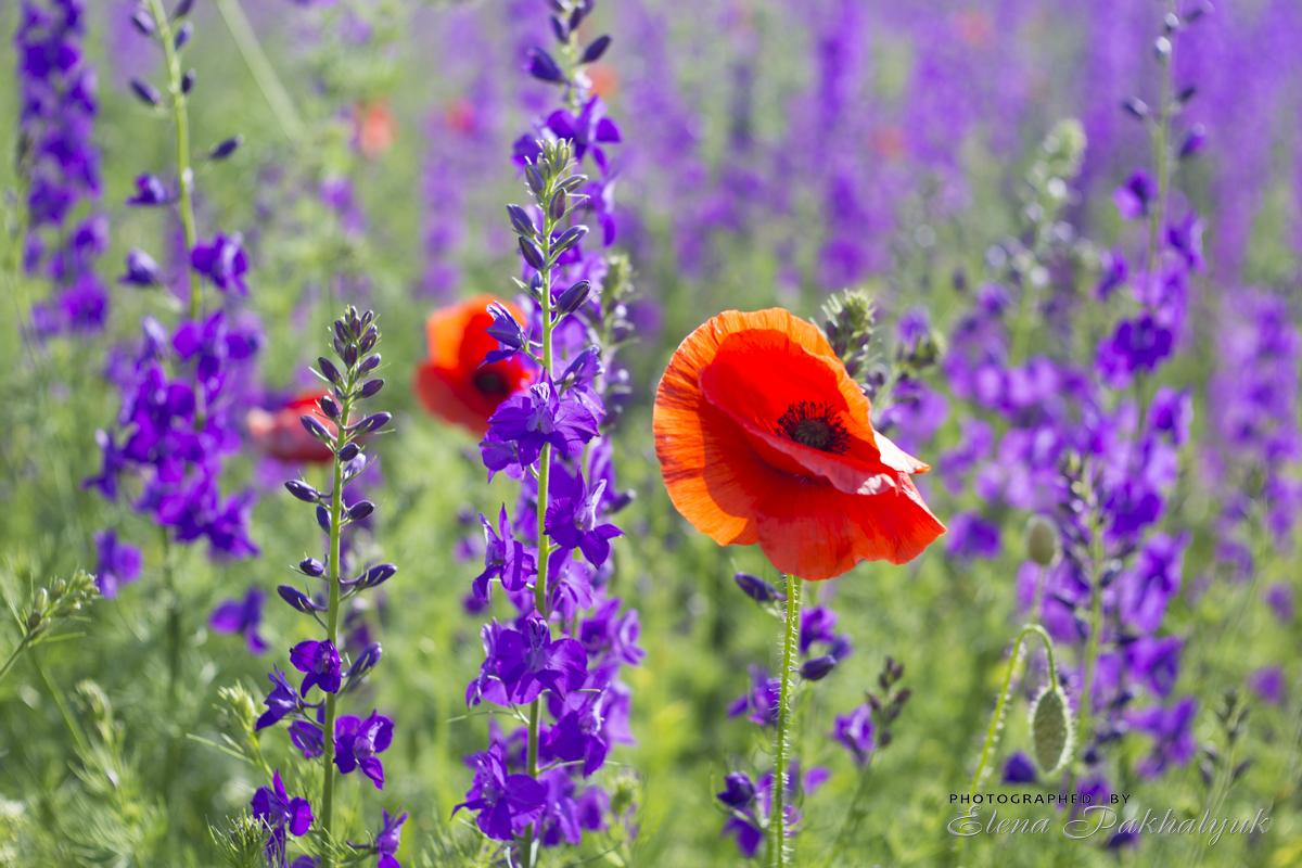 crimea_poppies_2019_etceterra_0049.jpg