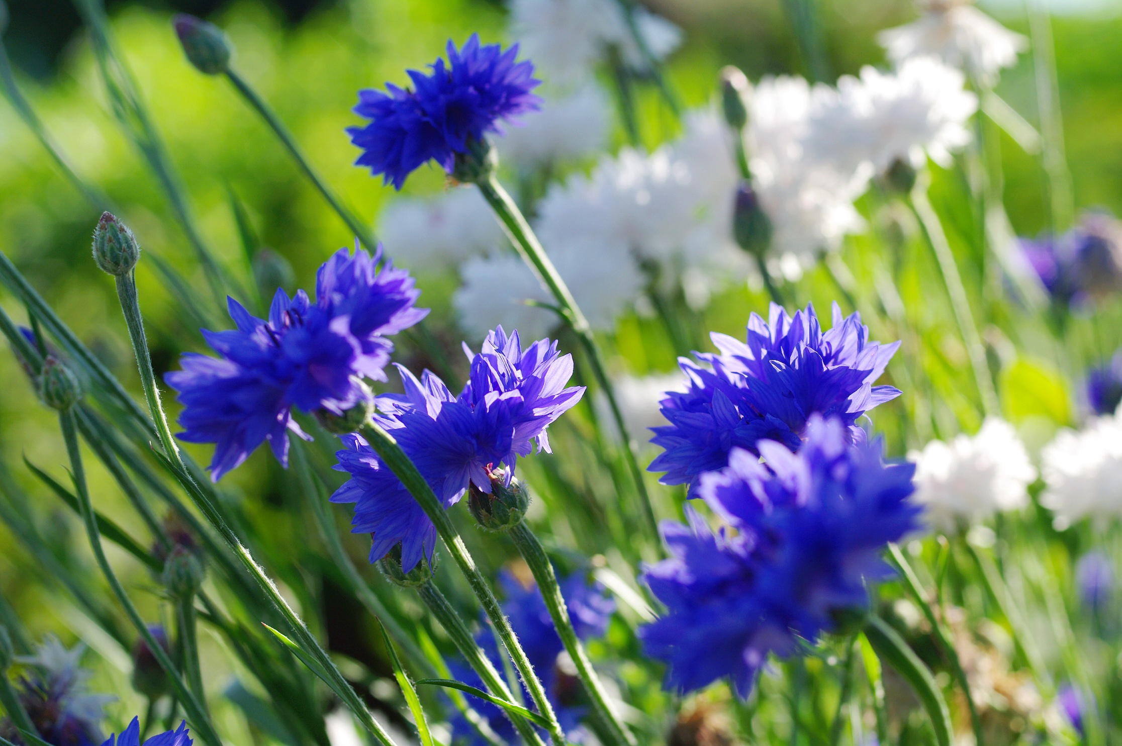 vasilki-dacha-iiul-krasota-leto-priroda-rasteniia-flora-tsve.jpg