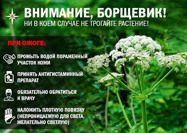 Борщевик.jpg