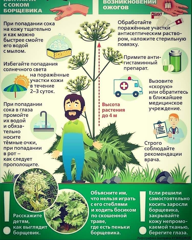 БОРЩЕВИК.jpg