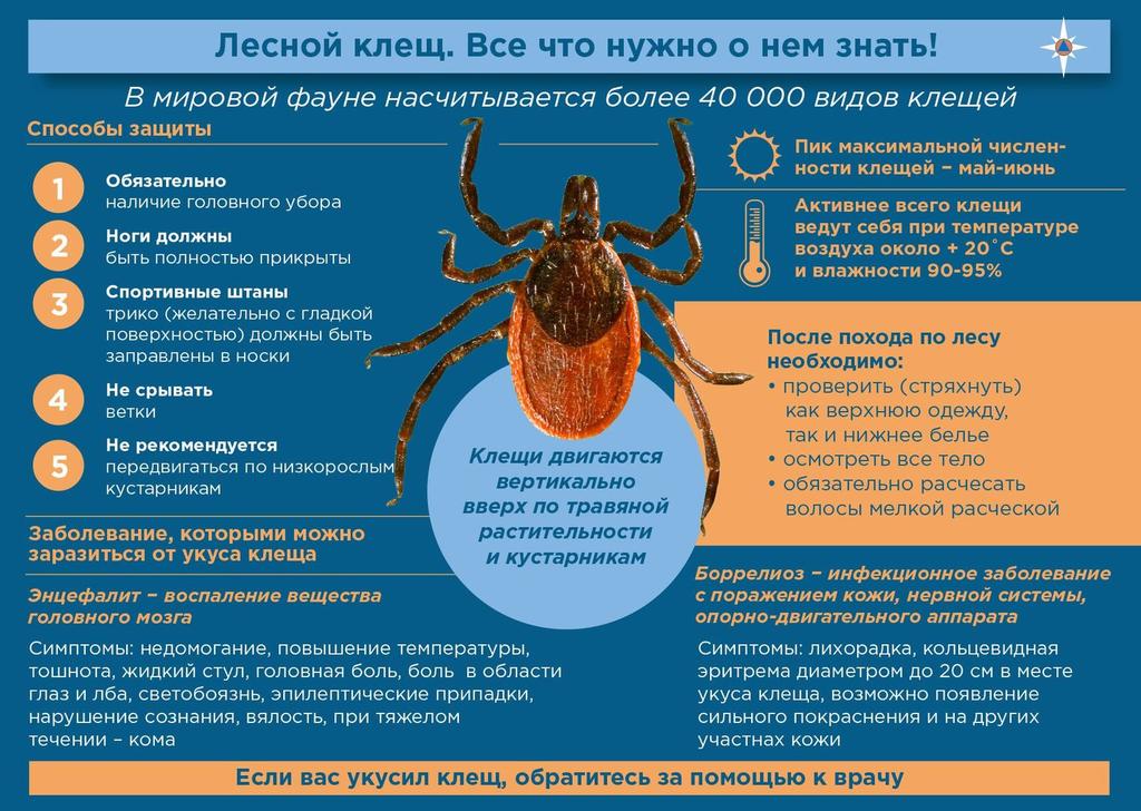 клещ.jpg