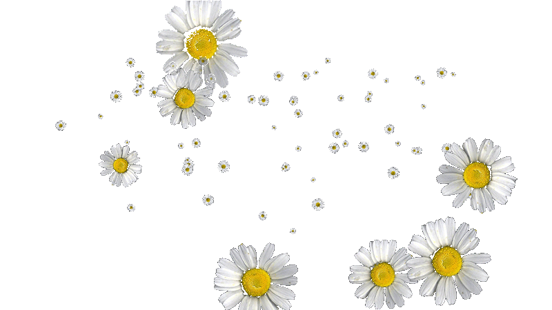 4.gif