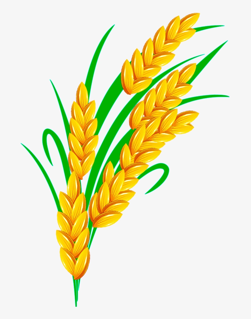 191-1914658_rice-euclidean-vector-rice-plant-vector-png.png
