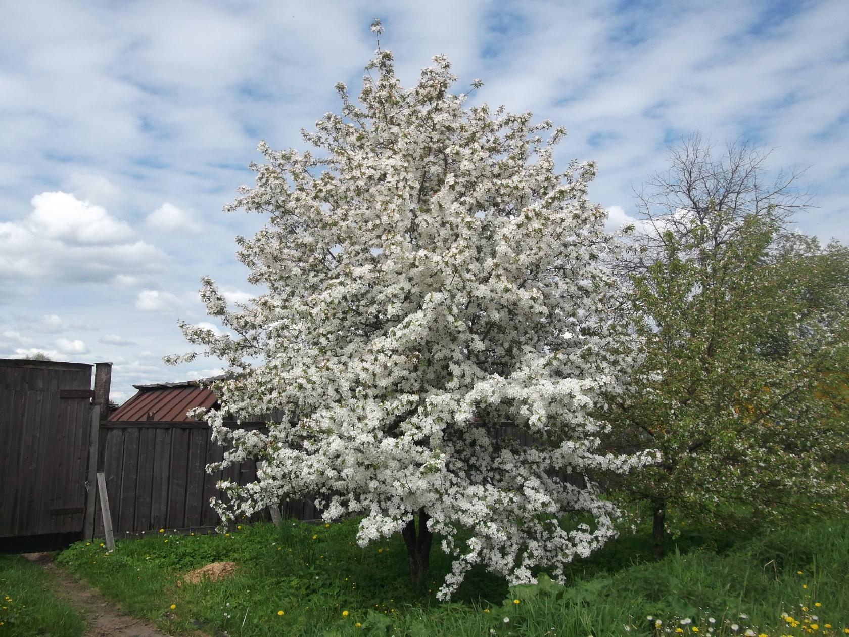Александр Скуднов, 3 В класс. - 1..jpg