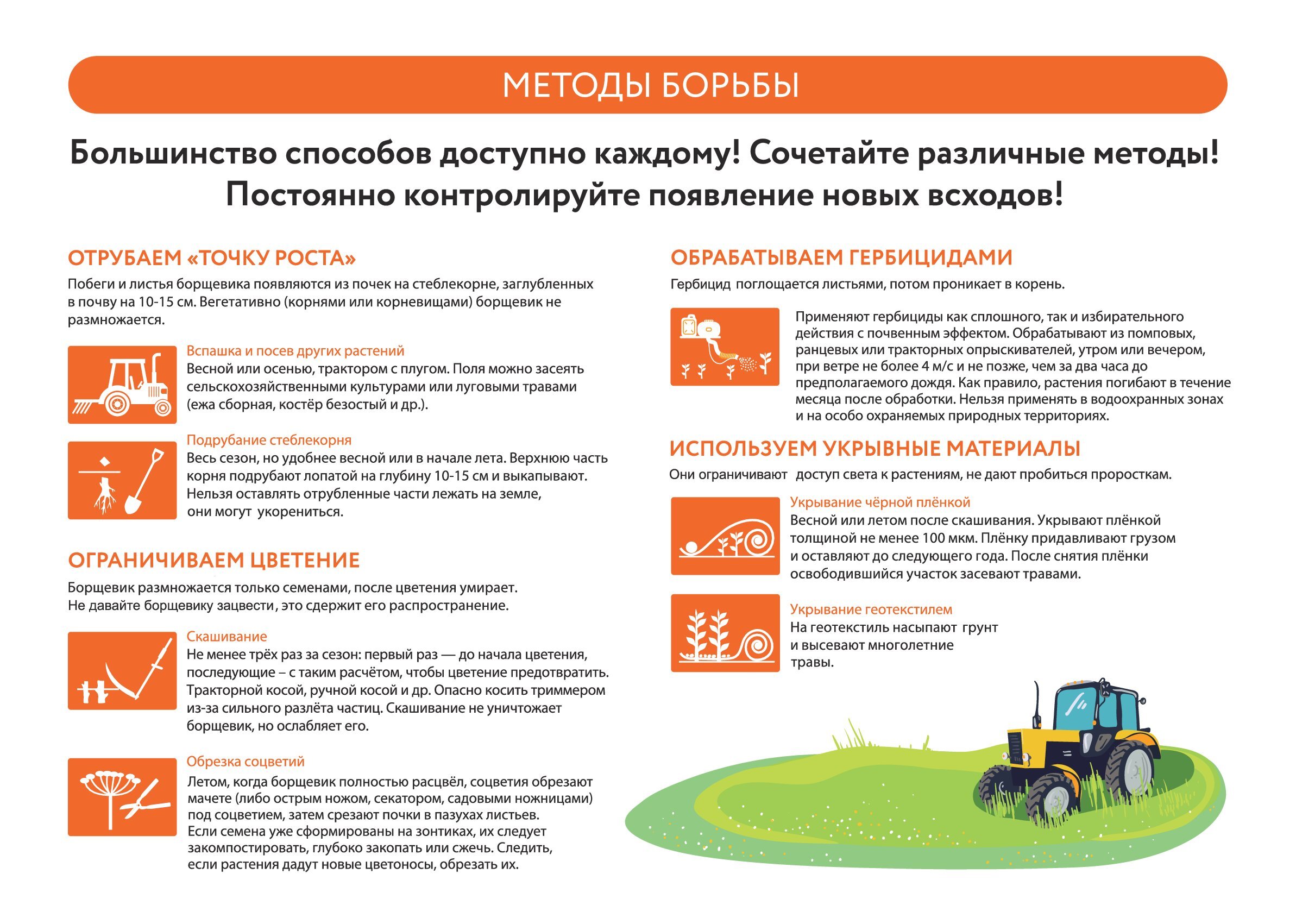 Борщевик Сосновского_2.jpg